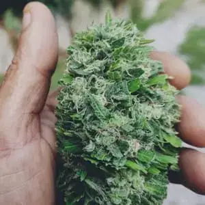 Fleur CBD bio Nantes