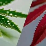 cbd bio Nantes circuit cours