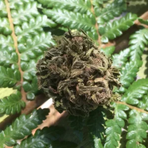 fleur cbd green skunk 5g manucurée (copie)