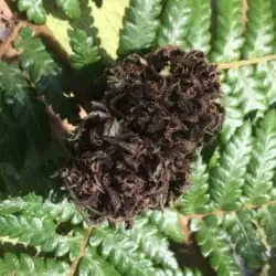 fleur cbd buddha love 5g purple manucurée