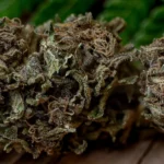 super skunk qui défonce pas.