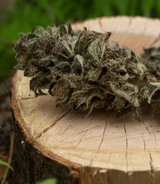 CBD sol vivant nantes