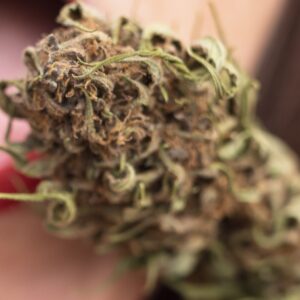 og kush suprême de fleur de chanvre