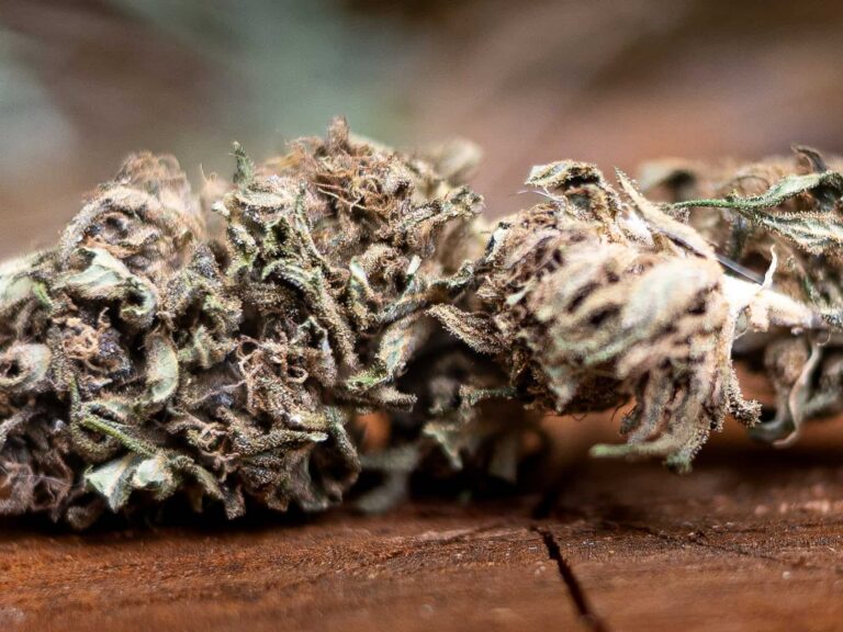 fleur avec du cbd variété: amnesia