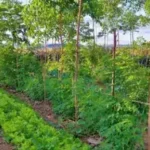 CBD bio qualité agroforesterie.