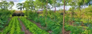 CBD bio qualité agroforesterie.