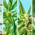 direct producteur france cbd.