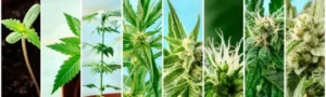 direct producteur france cbd.
